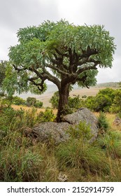 Mountain Cabbage Tree Cussonia paniculata sinuata, aka kiepersol, growing at Suikerbosfontein South Africa