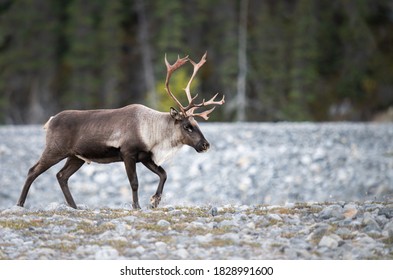 Mountain caribou in the wild