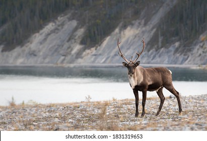Mountain caribou in the wild