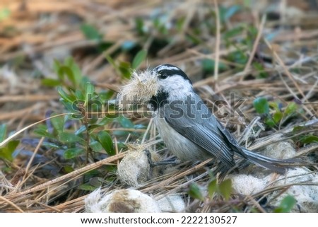 Mountain Chickadee Gathers Nesting Material
