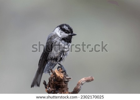 Mountain chickadee on a perch