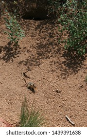 Mountain chipmunk on a summer or spring day