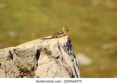 Mountain Chipmunk Sunbathing In Fall