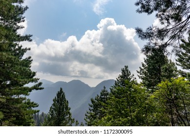 mountain with clouds view through trees