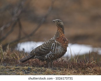 Mountain Cock [Tetrao Urogallus]