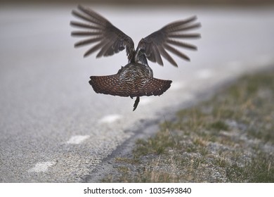 Mountain Cock [Tetrao Urogallus]