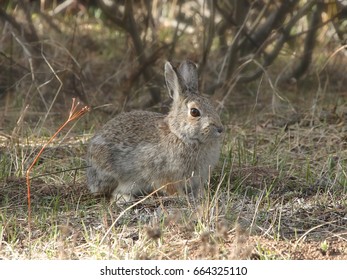 Mountain Cottontail