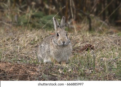 Mountain Cottontail