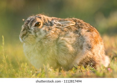 Mountain Cottontail Close Up