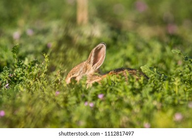 Mountain Cottontail Close Up