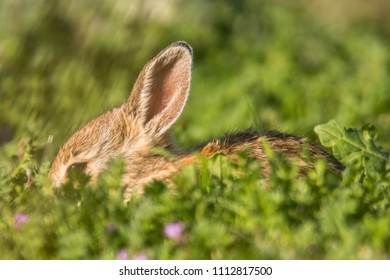 Mountain Cottontail Close Up