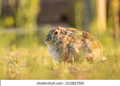 Mountain Cottontail Close Up