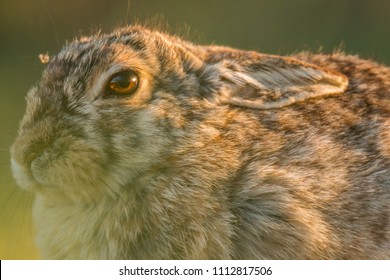 Mountain Cottontail Close Up