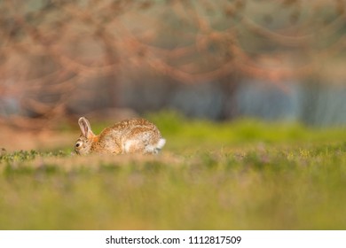 Mountain Cottontail Close Up