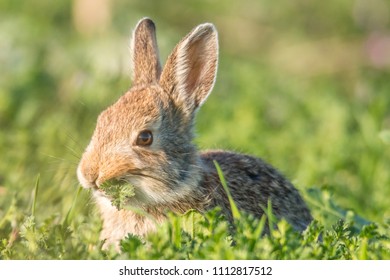 Mountain Cottontail Close Up