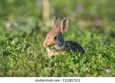 Mountain Cottontail Close Up