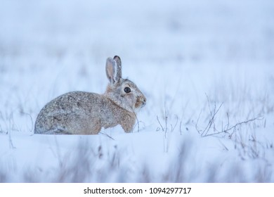 Mountain Cottontail On Snow