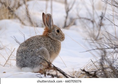 Mountain Cottontail Rabbit