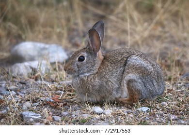 Mountain Cottontail (rabbit)