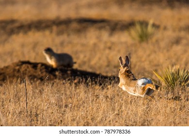 Mountain Cottontail Rabbit