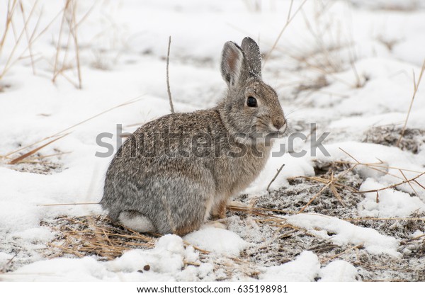 Mountain\
cottontail rabbit on snow with dead\
grass