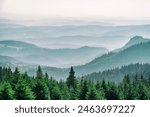 Mountain covered with a coniferous fir tree forest. Scenic landscape from Carpathian Mountains in Romania