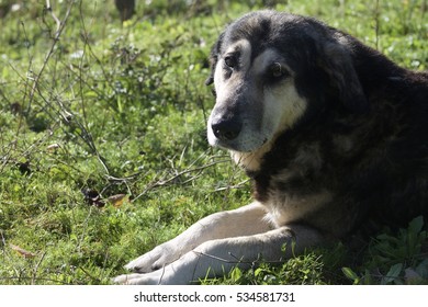56 Estrela Mountain Dog Images, Stock Photos & Vectors | Shutterstock
