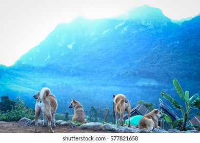 mountain dog