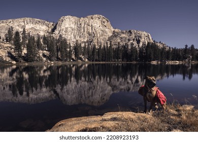 A Mountain Dog Stands By A Beautiful Mountain Lake Reflection With His Red Hiking Pack On.