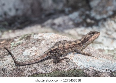 Mountain Dragon Lizard Stock Photo 1275458338 | Shutterstock