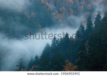 Similar – Image, Stock Photo Fog Landscape.Early Morning Mist in the meadow with trees