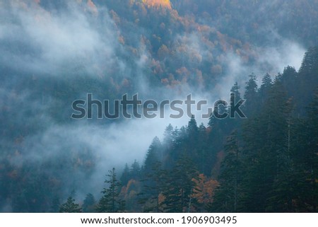 Similar – Image, Stock Photo Fog Landscape.Early Morning Mist in the meadow with trees