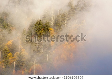 Similar – Image, Stock Photo Fog Landscape.Early Morning Mist in the meadow with trees