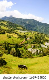 Mountain Ecuador Farming In The Ecuador Andes Mountains In A Clear Day Mountain Ecuador Color Run Cow Colour Brown Tree Bull Nature Rural Grass Farmland Farm Landscape Village Dairy Agriculture Natura