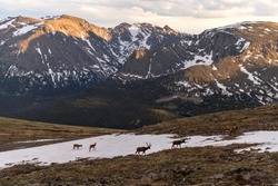 Mountain Elks - A Herd Of Elk Wandering At Snow Hills Along Side Of Trail Ridge Road On A Stormy Spring Evening. Rocky Mountain National Park, Colorado, USA. 