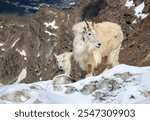 A mountain ewe and lamb, Oreamnos americanus, walk across the rocky terrain of Mt. Blue Sky (formerly Mt. Evans), Colorado.  