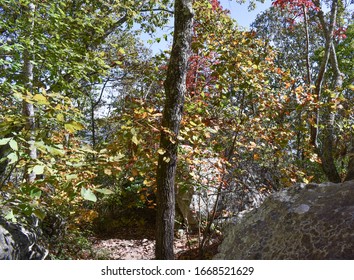 Mountain Fall Trees In Cherokee Village Alabama Fall 2019