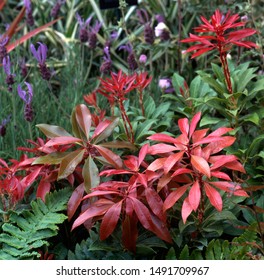 Mountain Fire Cultivar Of Japanese Pieris