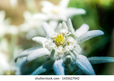 Mountain flower of Edelweiss, Leontopodium alpinum.