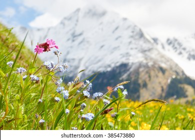 Mountain flower meadow in springtime