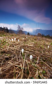 mountain flowers