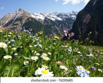 Mountain Flowers