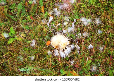 mountain flowers in the fall