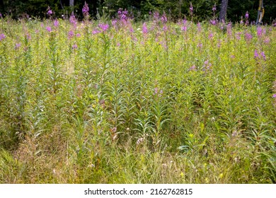 1,858 Mountain bellflower Images, Stock Photos & Vectors | Shutterstock