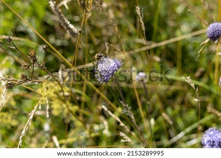 Similar – Kornblume in der Heide