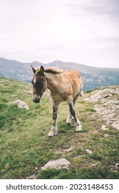 Mountain Foal In The Green Lanscape Of Pyrenees Mountains