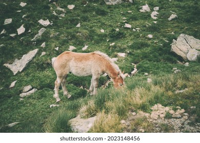 Mountain Foal In The Green Lanscape Of Pyrenees Mountains