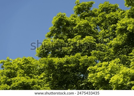 Mountain forest and beautiful trees