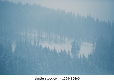 Mountain forest covered with heavy snow in cold season. Dull lighting and low temperature  - Shutterstock ID 1256493463
