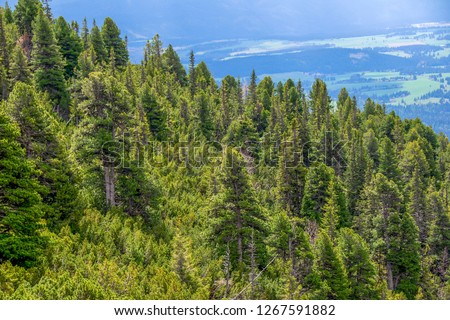Mountain forest landscape under summer/spring sky with clouds. Green mountain forest landscape. Pinus mugo, known as creeping pine, dwarf mountain pine. Pinus cembra - Swiss stone pine or Arolla pine.